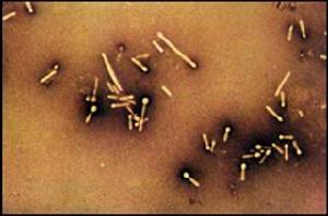 破傷風痙攣毒素