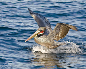 褐鵜鶘秘魯亞種 褐鵜鶘秘魯亞種