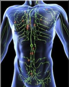 造血系統 造血系統