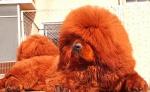 中國藏獒觀賞園總園 中國藏獒觀賞園總園