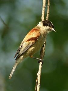 白冠攀雀 白冠攀雀