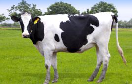 奶牛[乳用品種牛]