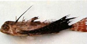 勒氏紅娘魚 勒氏紅娘魚