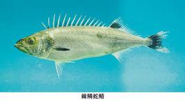 棘鱗蛇鯖 棘鱗蛇鯖