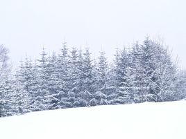 雪花飛[詞牌名]