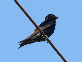 古巴崖燕 古巴崖燕