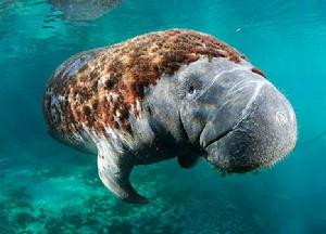 海牛[哺乳綱海牛科動物]