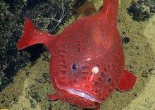 罕見變色鮟鱇魚