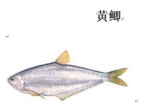 太的黃鯽 太的黃鯽