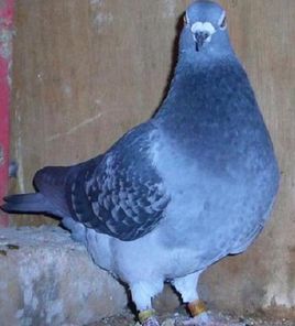 伯拉斯坦大胸鴿 伯拉斯坦大胸鴿