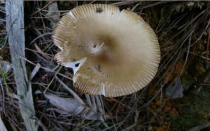 棘柄黃蓋鵝膏 棘柄黃蓋鵝膏