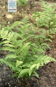 華北鱗毛蕨 華北鱗毛蕨