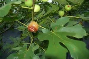 小花粗葉木 小花粗葉木