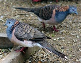 斑肩姬地鳩 斑肩姬地鳩