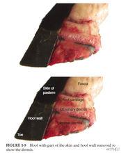 馬蹄[馬的蹄部]