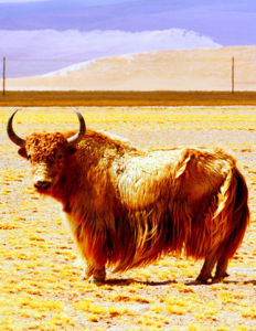 金色野氂牛 金色野氂牛