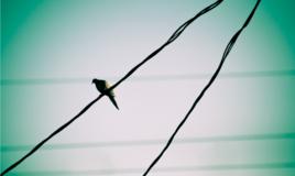 電線桿上的鳥兒