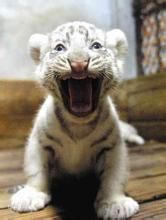 裂腳亞目 裂腳亞目