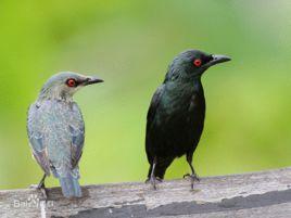 亞洲輝椋鳥 亞洲輝椋鳥