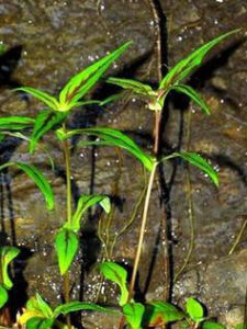 琴葉過路黃 琴葉過路黃