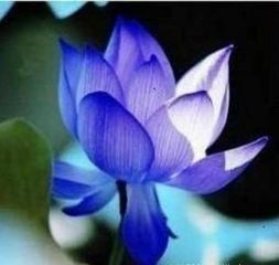 粉衣種子 粉衣種子