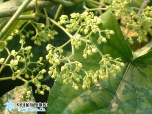 連蕊藤屬 連蕊藤屬