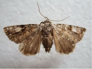 明後劍紋夜蛾 明後劍紋夜蛾