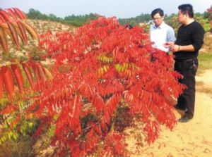 楓木橋鄉 楓木橋鄉