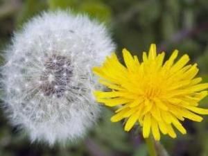 蒲公英花