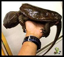 旋龜[爬行綱動物]