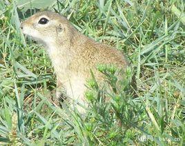 布蘭德特田鼠 布蘭德特田鼠