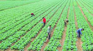 廣興洲鎮大力發展蔬菜產業