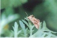 銀錠夜蛾 銀錠夜蛾