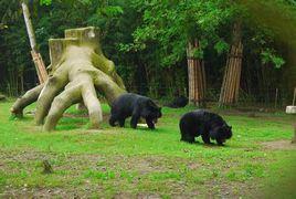 四川龍橋黑熊救護中心 四川龍橋黑熊救護中心