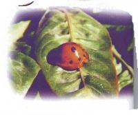 橡樹金吉丁 橡樹金吉丁