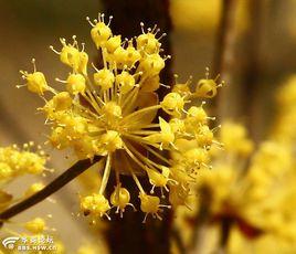 佩茱萸·簪菊花 佩茱萸·簪菊花