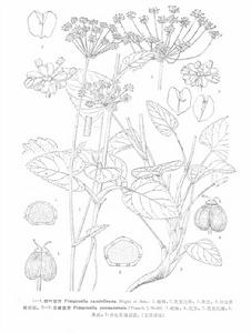 杏葉茴芹 杏葉茴芹