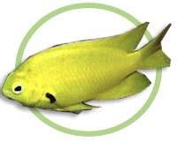 黑點黃雀 黑點黃雀