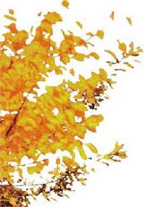 黃葉樹屬 黃葉樹屬