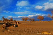 弱水·金沙灣胡楊林原始沙漠胡楊景觀