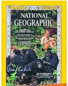 情同手足黑猩猩 情同手足黑猩猩