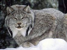 大山貓[貓科動物的一種]