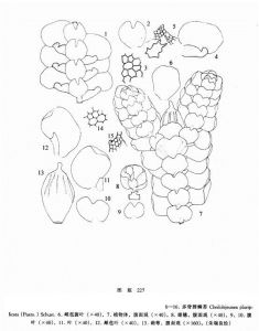 多脊唇鱗苔 多脊唇鱗苔