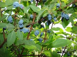 越桔葉忍冬 越桔葉忍冬