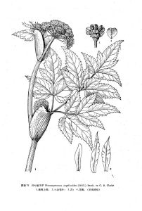 歸葉稜子芹 歸葉稜子芹