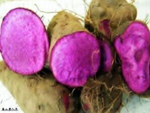 紅紫山藥 紅紫山藥