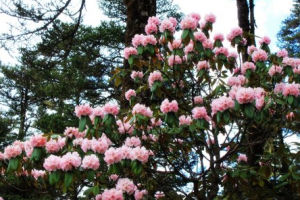 硬葉杜鵑 硬葉杜鵑