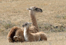 原駝查科亞種 原駝查科亞種