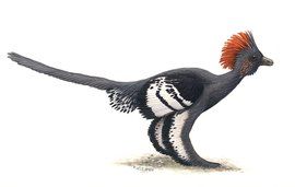 赫氏近鳥龍 赫氏近鳥龍