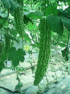 翠中翠苦瓜 翠中翠苦瓜